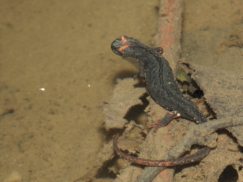 Salamandrina perspicillata